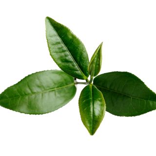 Extrakt zo zeleného čajového listu